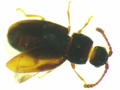 Atomaria nigriventris
